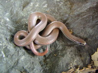 : Contia tenuis; Sharp-tailed Snake