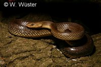 : Zamenis longissimus; Aesculapian Snake