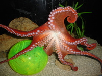 : Enteroctopus dofleini; Giant Pacifc Octopus