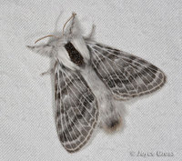 : Tolype sp.