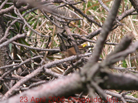숲새 short tailed bush warbler