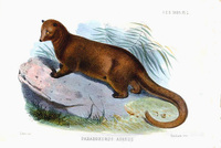 Joseph Smit Paradoxurus aureus
