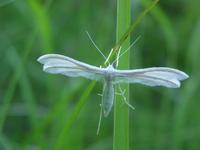 Pterophorus pentadactyla - White Plume Moth