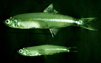 Stolephorus apiensis, Samoan anchovy: fisheries, bait