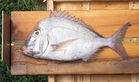 Calamus nodosus, Knobbed porgy: fisheries