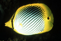 Chaetodon ocellicaudus, Spot-tail butterflyfish: aquarium