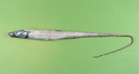 Aldrovandia phalacra, Hawaiian halosaurid fish: