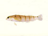 Parapercis macrophthalma, Narrow barred grubfish: