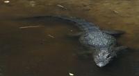 Image of: Crocodylus niloticus (Nile crocodile)