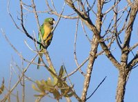 Caatinga Parakeet - Aratinga cactorum