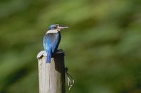 Forest Kingfisher - Todirhamphus macleayii