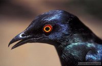 Black-bellied Glossy-Starling - Lamprotornis corruscus