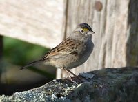 Grassland Sparrow - Ammodramus humeralis