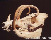 最后希望大家都来关心动物，不至于以后只能在标本室里看到他们的骨骸 -