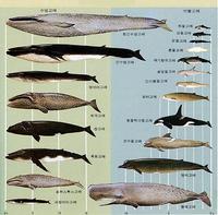 고래의 분류