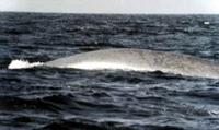 A Blue Whale, the largest animal in the world,