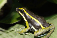 : Phyllobates vittatus; Golfo Dulce Poison-dart Frog