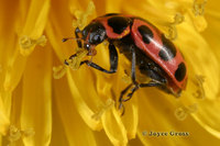 : Coleomegilla fuscilabris; Spotted Lady Beetle