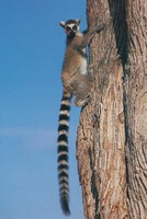 photograph of ring-tailed lemur