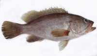 Epinephelus heniochus, Bridled grouper: fisheries