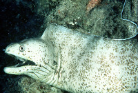 Gymnothorax steindachneri, Steindachner's moray eel: aquarium