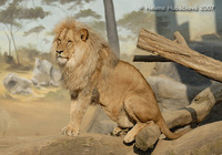 Panthera leo bleyenberghi - Katanga Lion