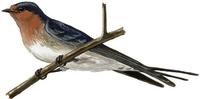 Image of: Hirundo tahitica (Pacific swallow)