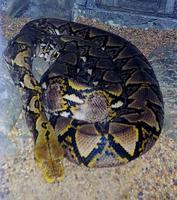 Image of: Python reticulatus (reticulated python)