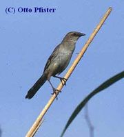 Bristled Grassbird - Chaetornis striatus