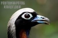 ...Head of jacutinga / black fronted Pipin Guan ( Aburria jacutinga . Wild bird of Atlantic Rainfor