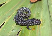 : Ambystoma cingulatum; Flatwoods Salamander