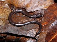 : Batrachoseps incognitus; San Simeon Slender Salamander