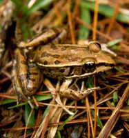 : Rana berlandieri; Rio Grande Leopard Frog