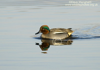 : Anas crecca; Green-winged Teal