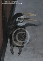: Anorrhinus galeritus; Bushy-crested Hornbill