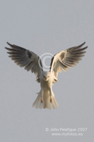 : Elanus leucurus; White-tailed Kite