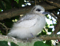 : Gygis alba rothschildi; White Tern (fairy) Chick