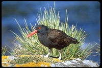 : Haematopus ater; Blackish Oystercatcher
