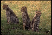 : Acinonyx jubatus; Cheetah Cubs