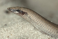 : Plestiodon reynoldsi; Florida Sand Skink