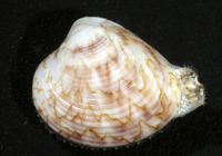 : Lioconcha philippinarum