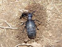 Meloe proscarabaeus - Black Oil Beetle