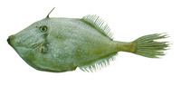 Aluterus schoepfii, Orange filefish: fisheries, aquarium