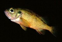 Sebastes viviparus, Norway redfish: