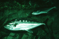 Scomberoides commersonnianus, Talang queenfish: fisheries, gamefish