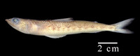 Synodus poeyi, Offshore lizardfish: