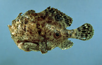 Antennarius ocellatus, Ocellated frogfish: fisheries, aquarium