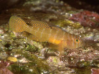 Priolepis hipoliti, Rusty goby: aquarium