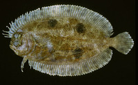 Gastropsetta frontalis, Shrimp flounder: