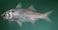 Polydactylus sextarius, Blackspot threadfin: fisheries, gamefish